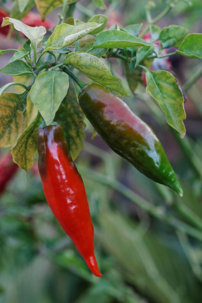 Vivid close-up of red and green chilli peppers growing with lush green leaves.