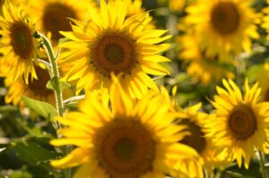 Close-up of vibrant yellow sunflowers in full bloom under the summer sun.