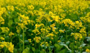 A lush field of bright yellow mustard flowers blooming in Assam, India.