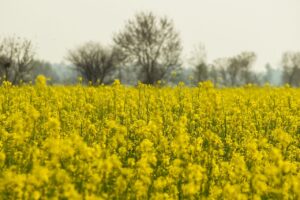 Mustard Seeds Premium 500g - Bright yellow rapeseed field in Punjab, capturing the essence of spring's agricultural beauty.