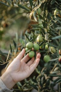 extra virgin olive oil 1ltr - Crop unrecognizable gardener picking organic green olives ripening on lush tree in agricultural garden