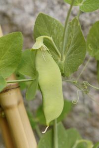 pea pod, nature, pea, pea plant, grow, vegetables, green, healthy, food, garden, nourishment