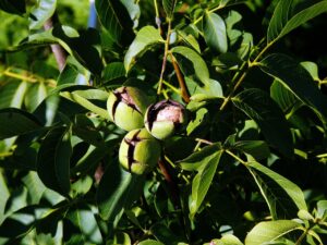 tree nut, juglans regia, walnut, walnut on the tree, walnut with shell, wallace walnut, juglans regia, juglans regia, juglans regia, juglans regia, juglans regia, walnut